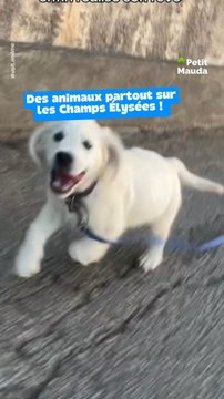 Des animaux sur les champs Elyssée ! 🎁 Tous nos bons plans en bio ! ❤️‍🔥👉🏻 Abonne-toi pour découvrir d’autres festivals et événements cool à Paris !