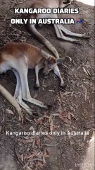 Kangaroo diaries only in Australia 🇦🇺