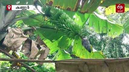 'എന്നാൽ പിന്നെ വാഴ വച്ചേക്കാം'; ദിനേശിൻ്റെ വീട്ടുമുറ്റത്തെ വറൈറ്റികളിൽ കർപ്പൂരവള്ളി മുതൽ വിരൂപാക്ഷി വരെ, മികച്ച വരുമാനം