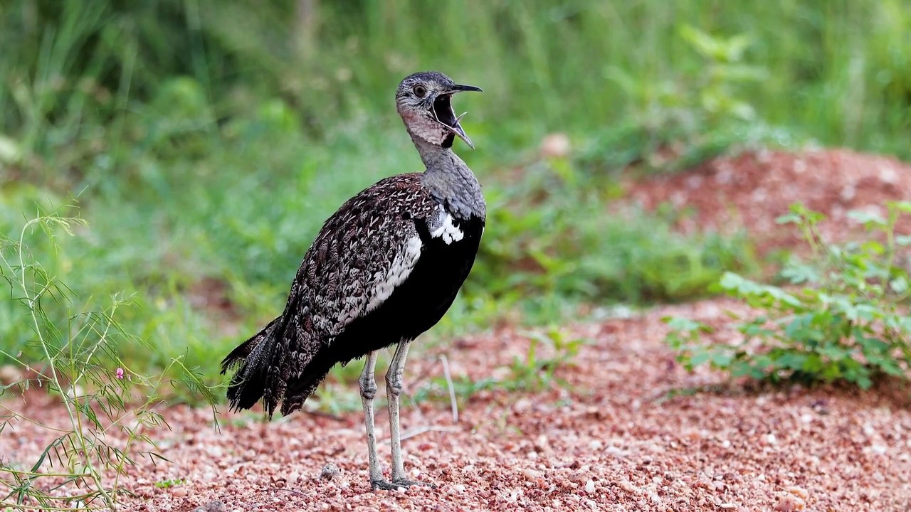 large kori bustard bird in serengeti national park eating insects and bugs in green grass plains birdlife