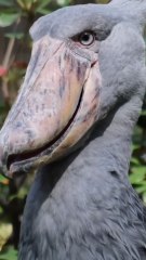 3 scary birds sound you never heard😮 #viral #facts