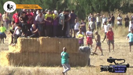 LUPIANA 4-10-2025 ENCIERRO CAMPO TORO CEBADA GAGO Y JANDILLA