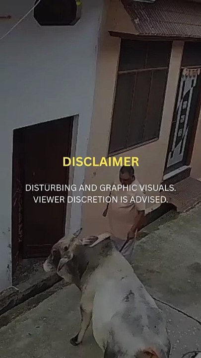 Stray Bull Attacks Elderly Man in Muzaffarnagar, Panic in Colony