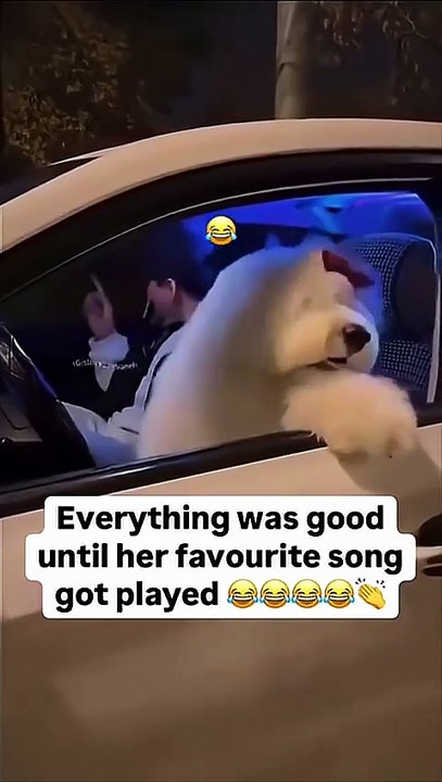 dog love music