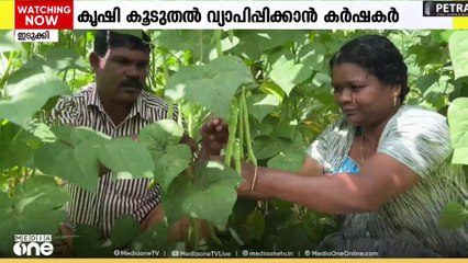 ജൈവപച്ചക്കറി കൃഷിയിൽ വിജയഗാഥ രചിച്ച് ഇടുക്കിയിൽ നിന്നും രണ്ട് യുവ കർഷർ