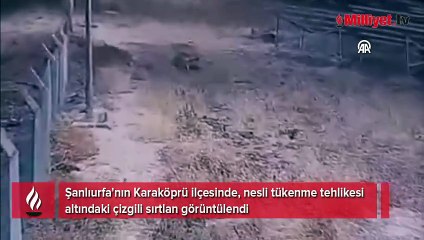 Çizgili sırtlan güvenlik kamerasınca görüntülendi