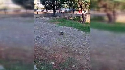 Kedi fareyle top gibi oynadı! O anlar kameralara böyle yansıdı