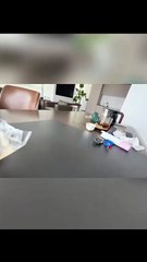 😹 Funny Cat Compilation 2025 – Non Stop Laughter Guaranteed  5