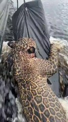 🇧🇷🐆💚 SMILE | Au Brésil, un jaguar blessé a été sauvé après avoir passé plusieurs heures dans une rivière accroché à un débris. Il a pu être tiré d’affaire par les secours et conduit dans une clinique vétérinaire pour être soigné.