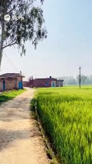 Village life in Punjab Today's Trending Video