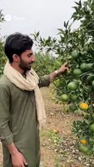 Orange Garden with High fruit Today's Trending Video