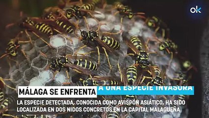 Alerta máxima en Málaga: agentes rurales detectan por primera vez nidos de una especie invasora mortal en España