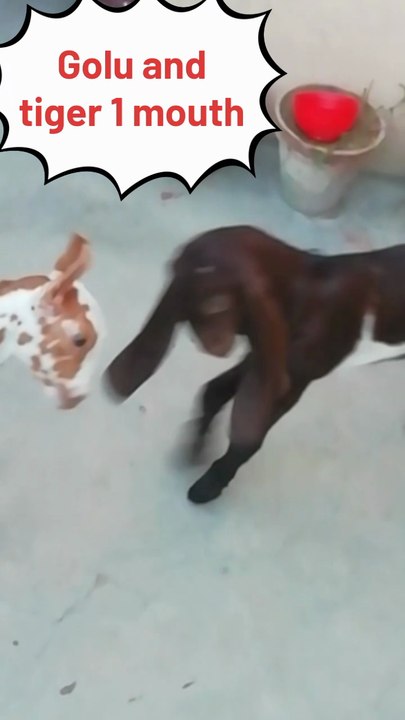 Gulo and tiger introduction