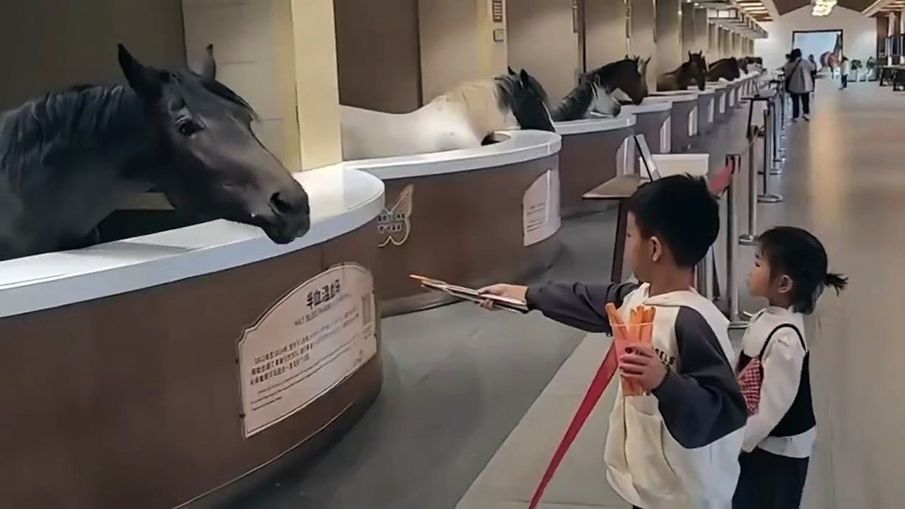 Beaucoup trop de politesse entre ces enfants et ce cheval