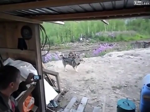 Si les oursons sont là, maman n'est jamais très loin