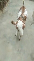 golu jumping funny Babies Videos funny videos funny goat kids and sheep kids jumping and enjoying