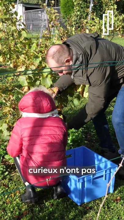 Du raisin... mais pas de vin à Givenchy-en-Gohelle