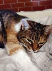 Good Night Vibes Only 😽 The Perfect End to a Long Weekend #shorts #Cat #funny #goodnight #viralcats #funnycats #cute #fyp