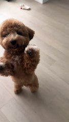 Mon chien a appris s'il vous plaît, merci. 🙏