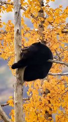 Ours automnal en pause, bro 🍂 🐻 😴