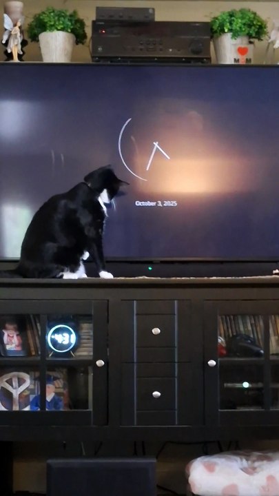 **Traduction humoristique (≈ même nombre de mots) :**  « T’as vu ce qu’elle fait, bro 😭 »