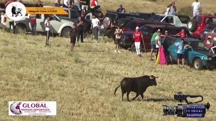 Encierro Campo 5-10-2025 Málaga del Fresno