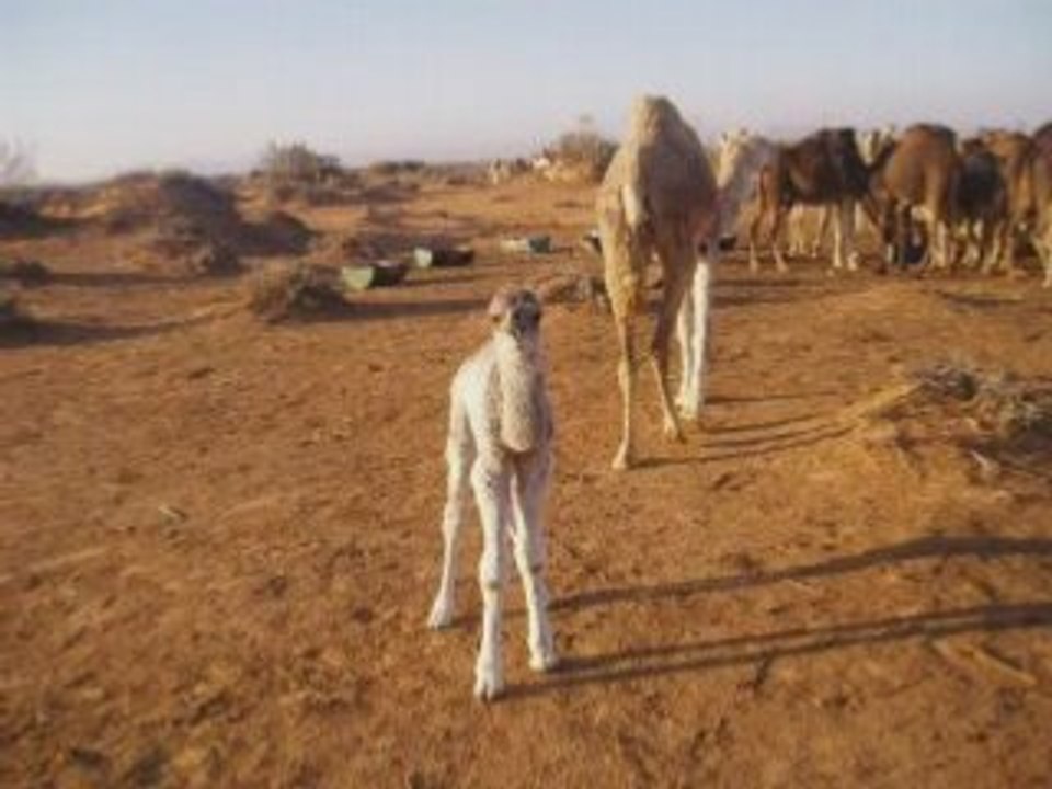 100% Tabala 3... TATAOUINE