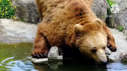 Os animais mais fofos do mundo N•542