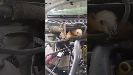 Tamanduá é resgatado após se esconder em motor de carro em Ilhabela #shorts