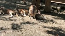 kangaroos