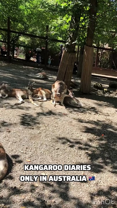 kangaroos