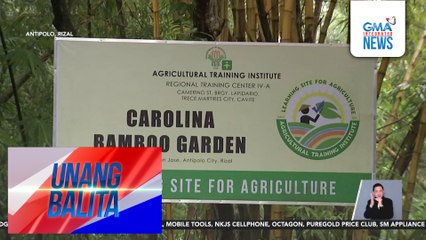Pagtatanim at pag-aalaga ng mga kawayan, tampok sa 27th Bamboo training/seminar ng Carolina Bamboo Garden sa October 18 | Unang Balita