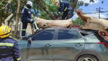 ​Árbol cae sobre un vehículo y daña el techo por los fuertes vientos en Santa Cruz