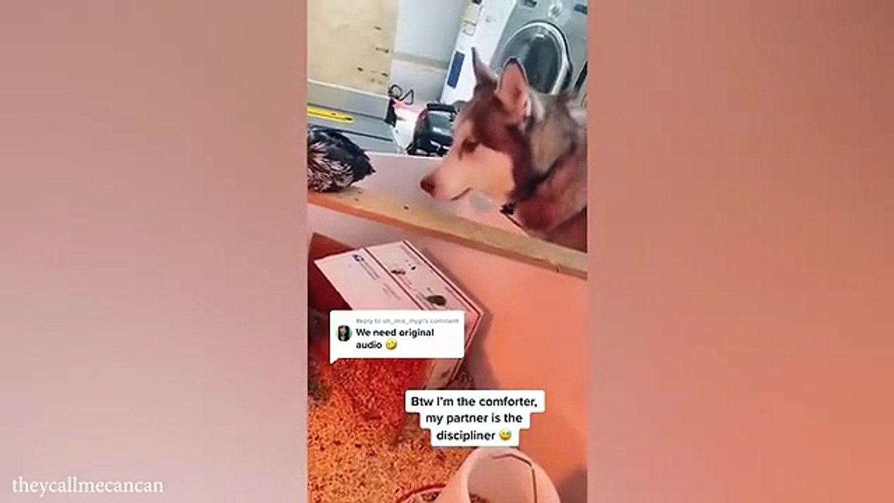 Funny Animals Compilation 2025 Best Cute Pet Videos and Crazy Animal Fails Try Not to Laugh