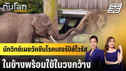 นักวิทย์เผยวัคซีนโรคเฮอร์ปีส์ไวรัสในช้างพร้อมใช้ในวงกว้าง |ทันโลก EXPRESS | 6 ต.ค. 68