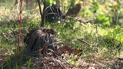 Two detector dogs join the fight against plant disease