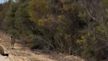 Australian birds