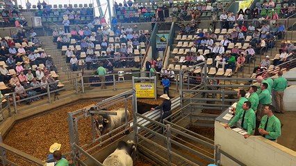 Bull sells for six figures at Rockhampton Brahman Week Bull Sale