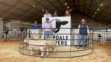 Top-priced ram at Deepdale Dorpers, Merrinee, Vic