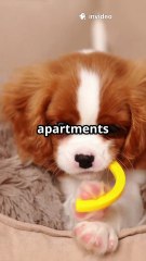 The Best Dog Breeds for Boomers 🐶💛 | Loyal Companions for a Relaxed Lifestyle