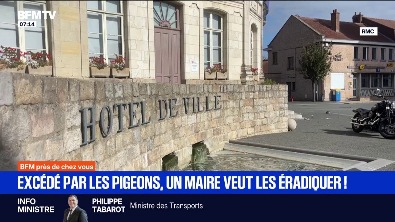 La mairie de Saint-Venant (Pas-de-Calais) veut éradiquer les pigeons qui envahissent la commune