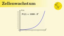 Zellenwachstum als Exponentialfunktion