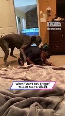 Giant Dog Goes Too Far! Hilarious Chaos Ensues 🐶😂|| Heartsome 💖