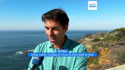 Porque há cada vez mais incidentes entre orcas e embarcações na costa Portuguesa?