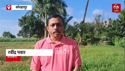 कोल्हापुरातील शेतकऱ्याची हतबलता; सोयाबीनच्या पिकावर फिरवला ट्रॅक्टर