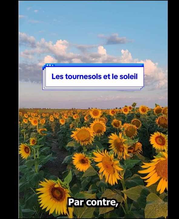 les tournesols