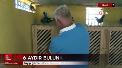 Adana'da kayıp güvercinlerini bulana ödülü 100 bin liraya çıkardı