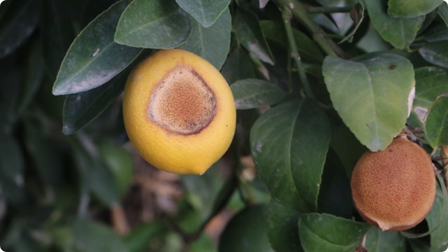 İncefikir: Limondaki güneş yanığı doğal afettir