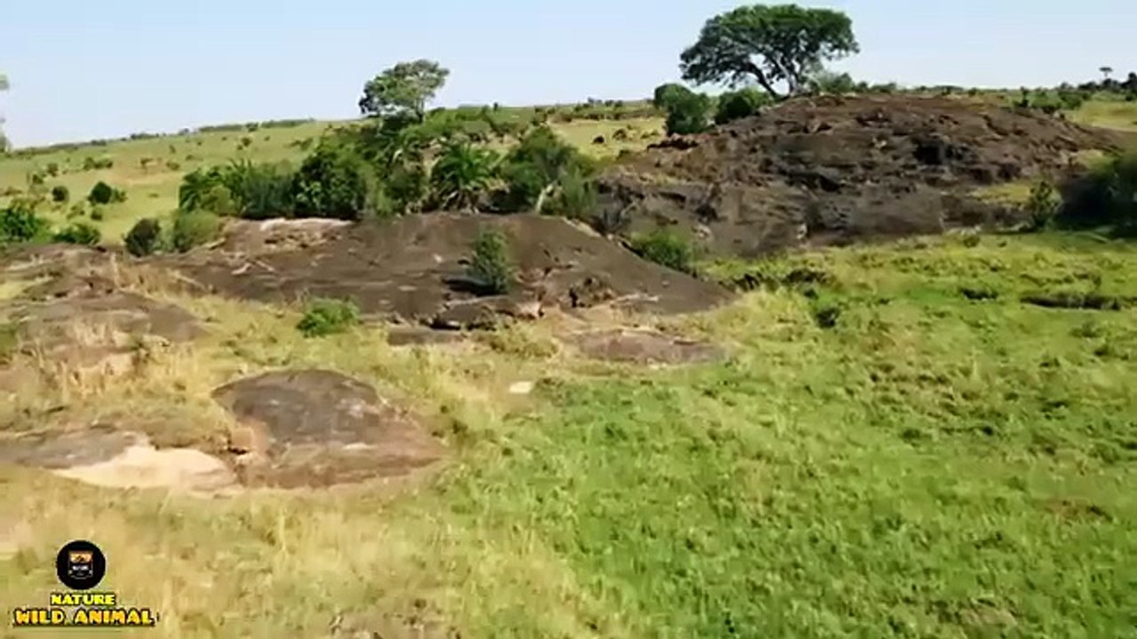 LION BROTHERHOOD_ Wild Africa_ Life in the Jungle _ documentary