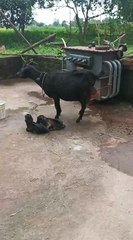 Bihar ki बकरी माता के दो जुड़बा बच्चे और उनकी माता